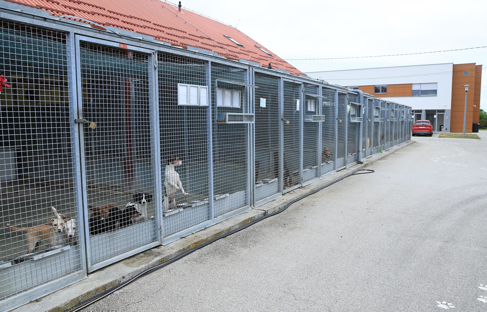Dumovec u pola godine udomio više od 400 pasa i mačaka