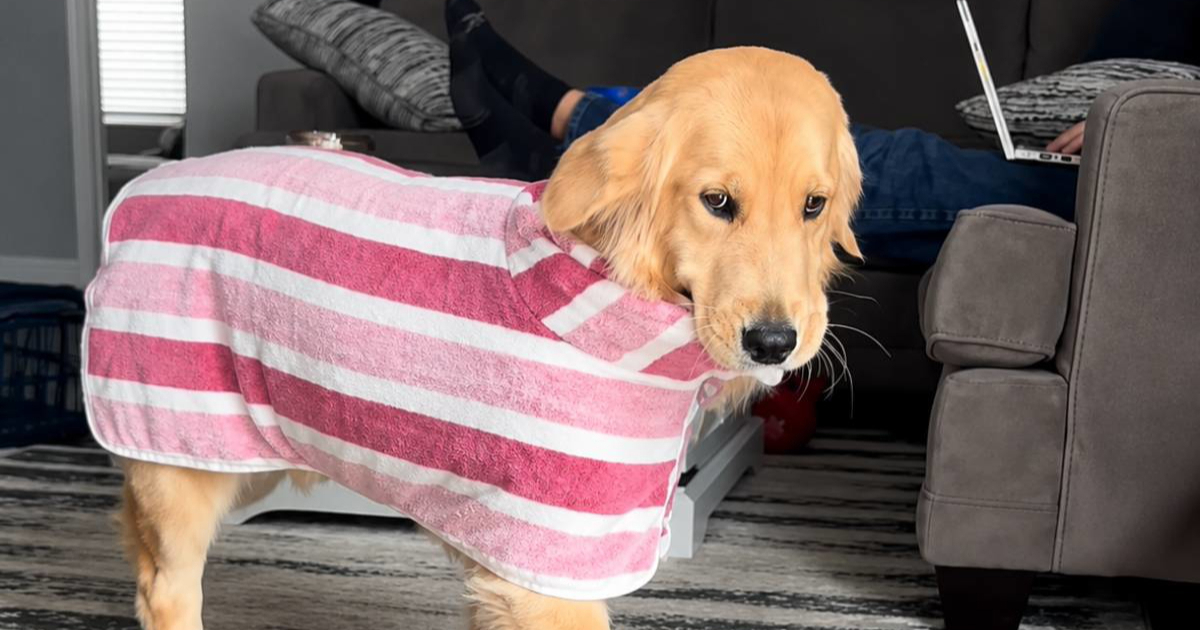 Zlatna retriverica dobila novi ogrtač pa održala modnu reviju po kući 🤩