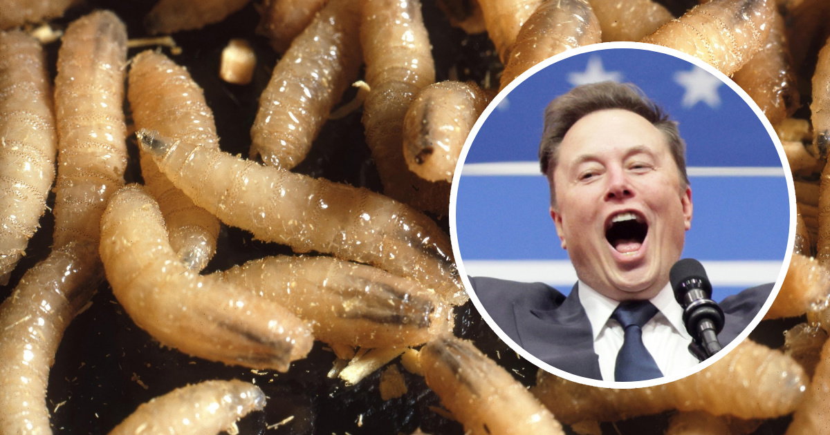 Vratio se opasni parazit u SAD. Musk je srezao financiranje 