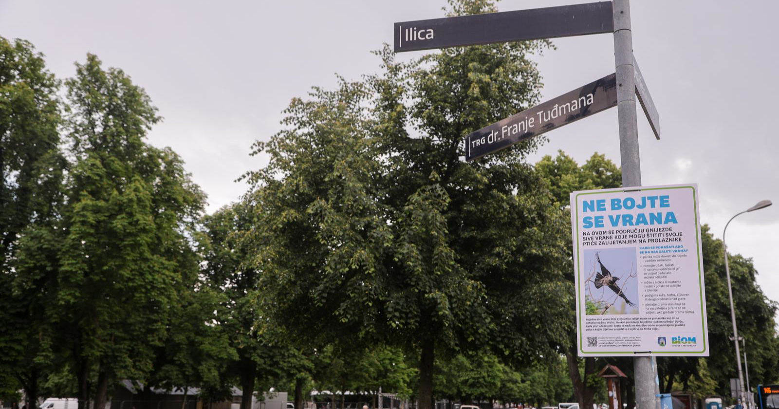 Po Zagrebu osvanuli plakati o vranama: Što napraviti ako se zalete prema vama?