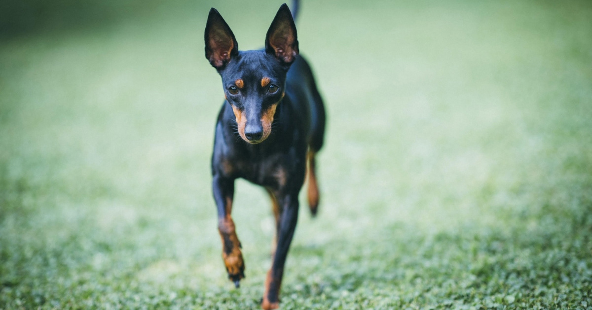U Hrvatskoj ih je tek nekoliko. Upoznajte pse koje zovu "mini dobermanima"