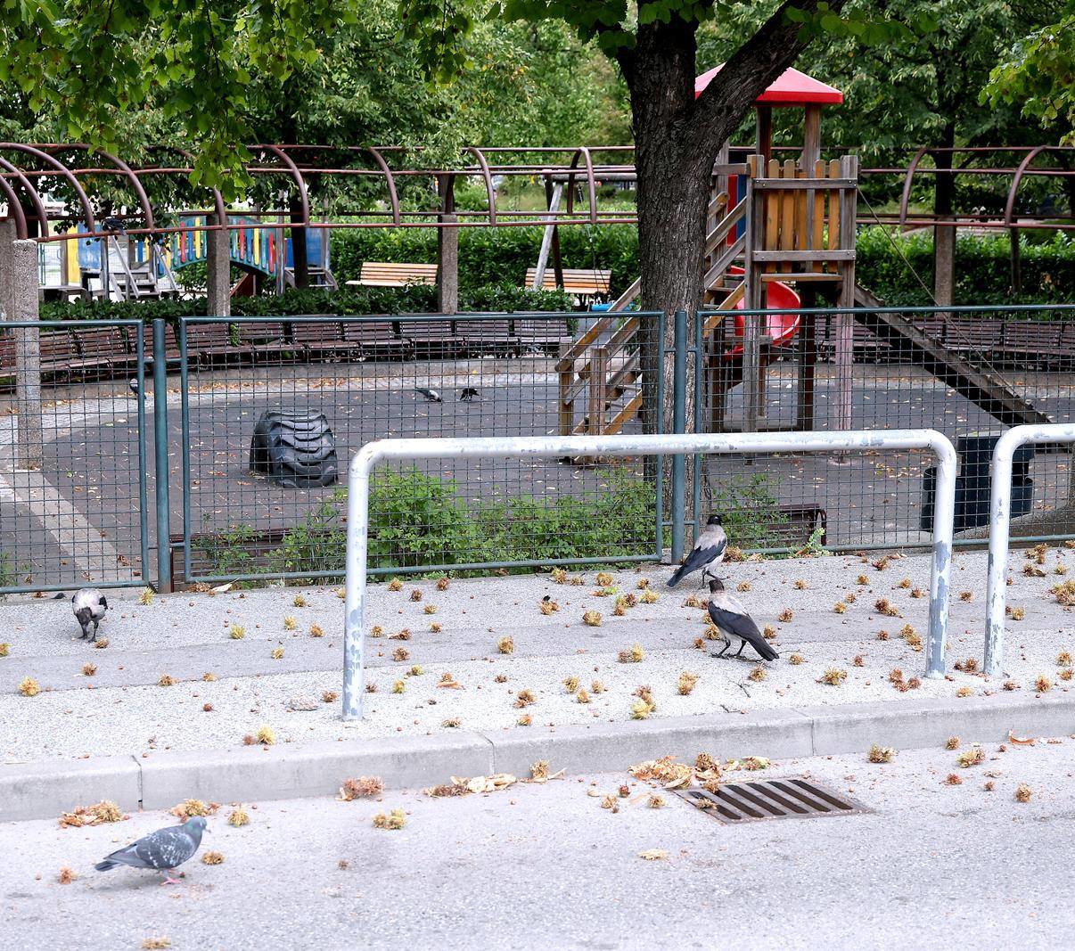 Virus Zapadnog Nila pojavio se u Zagrebu. Tko je izložen riziku?