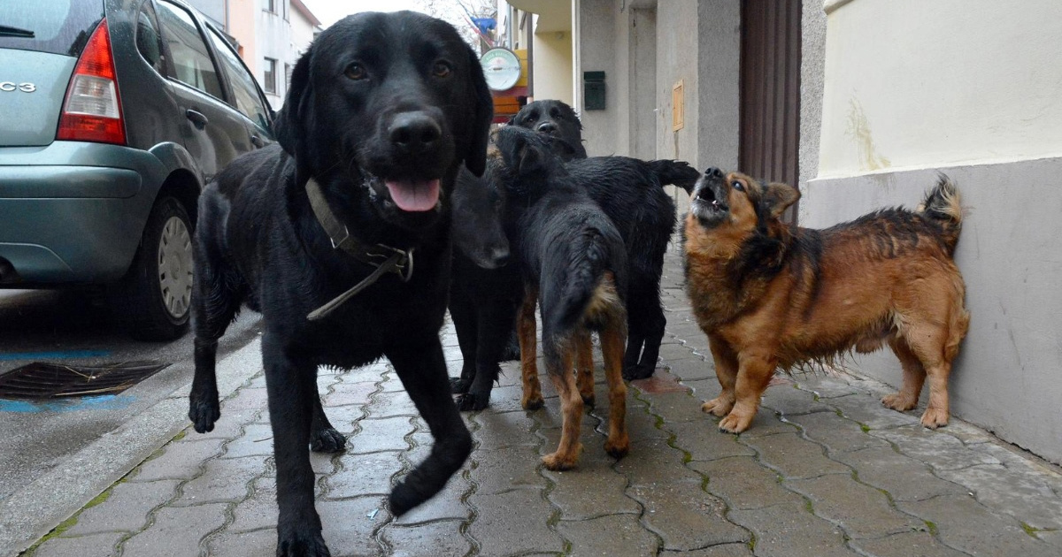 Grad u Hrvatskoj građanima besplatno plaća mikročipiranje i sterilizaciju pasa