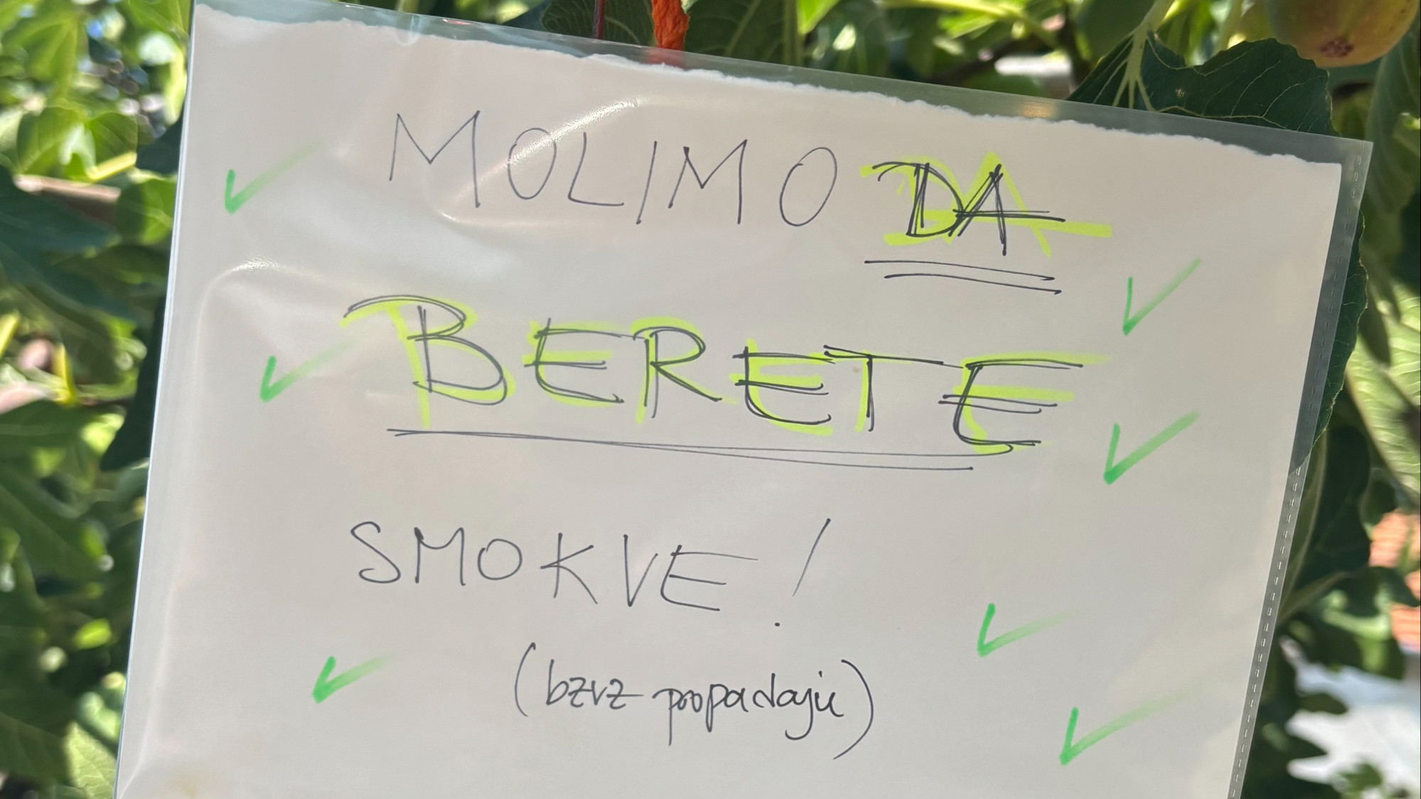 Ogromna smokva u centru Zagreba mami prolaznike: "Berite smokve, bezveze propadaju"