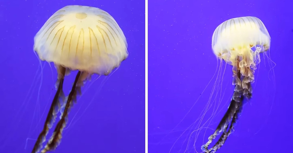 Jedna od najvećih jadranskih meduza ponovno je stigla u Aquarium Pula