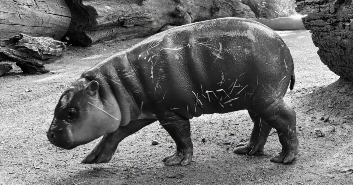 Prijatelji životinja prijavili smrt vodenkonja, traže promjene u zagrebačkom ZOO-u