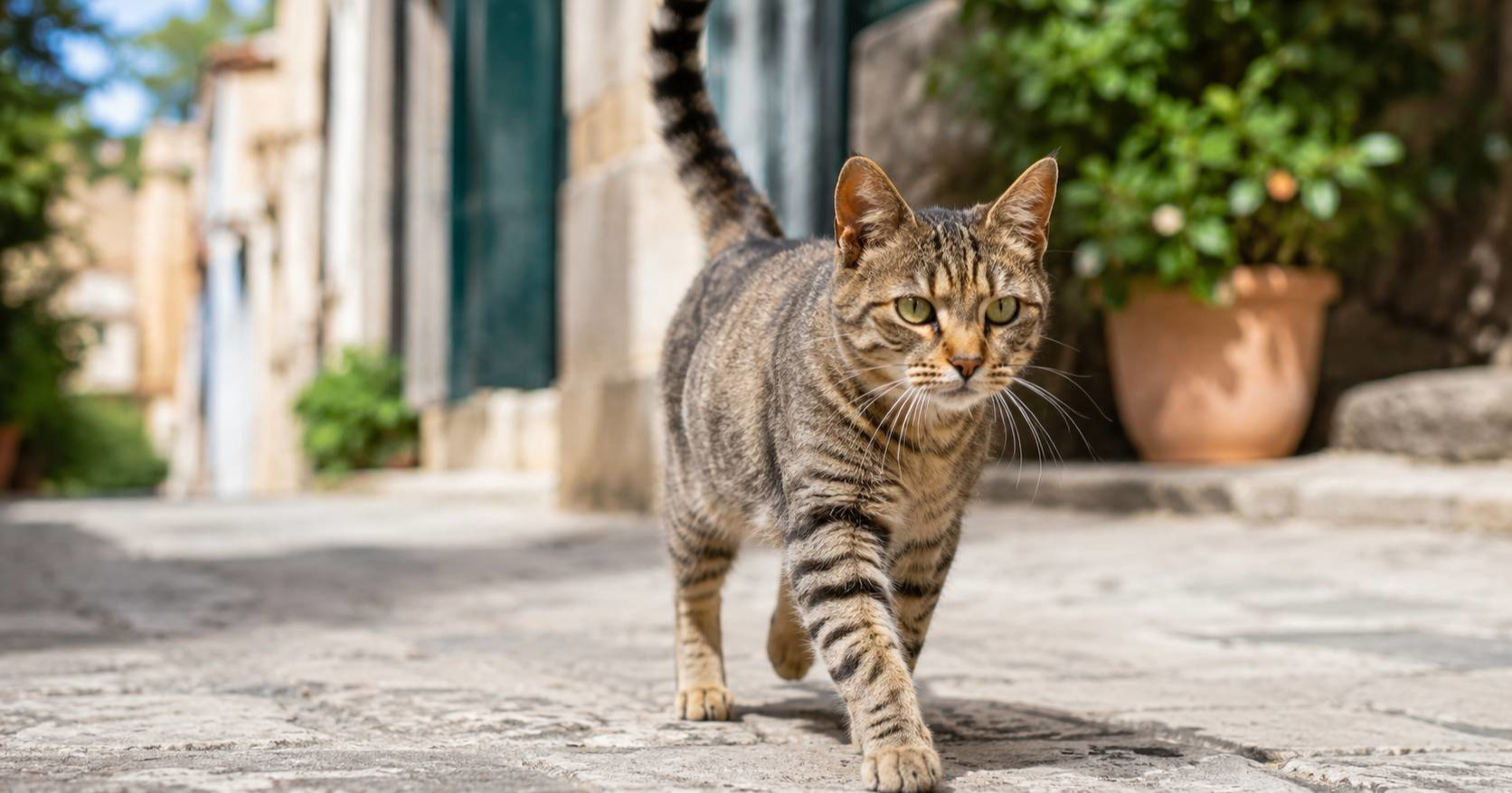 Deset pogrešaka koje vlasnici mačaka često rade, a ljubimci ih ne vole