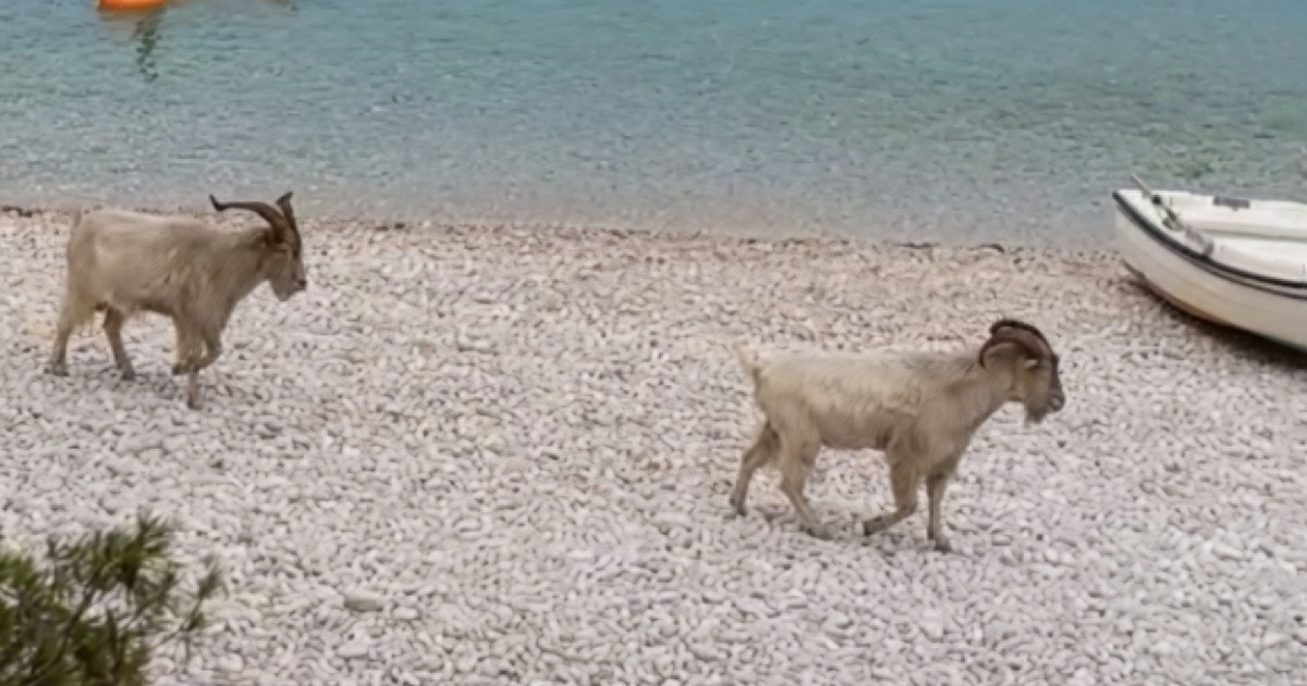VIDEO Na plaži na Visu snimljene podivljale koze