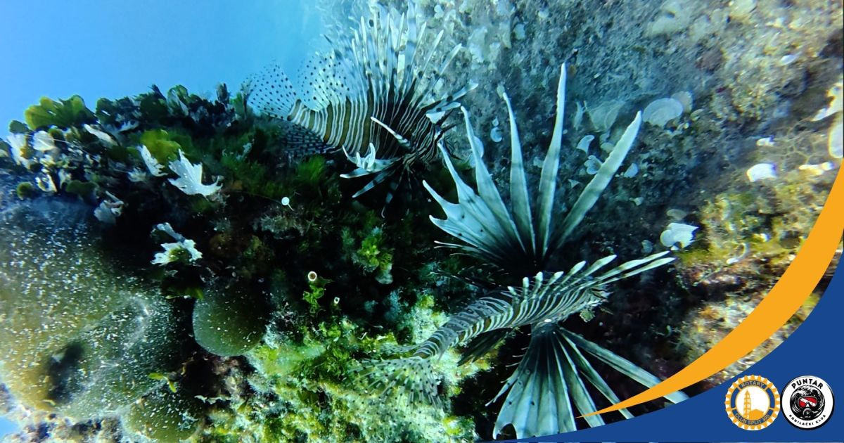 Ronioci istraživali na Korčuli. Svugdje prisutna invazivna riba iz Indijskog oceana