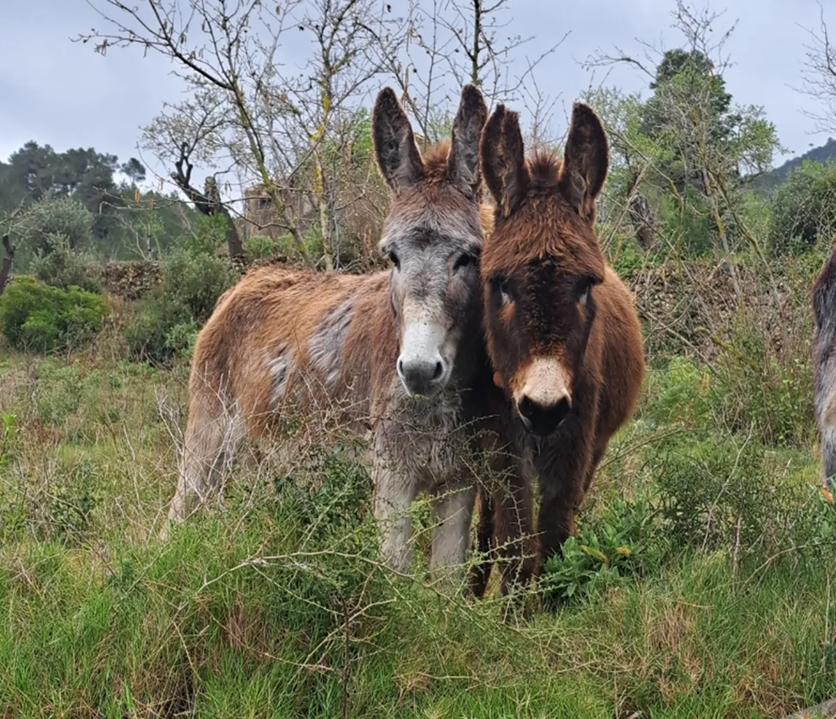 Magarci vatrogasci pomažu spriječiti širenje šumskih požara u Španjolskoj