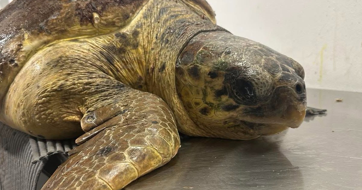 U Istri pronađena ozlijeđena glavata želva, stigla je u Oporavilište Aquariuma Pula