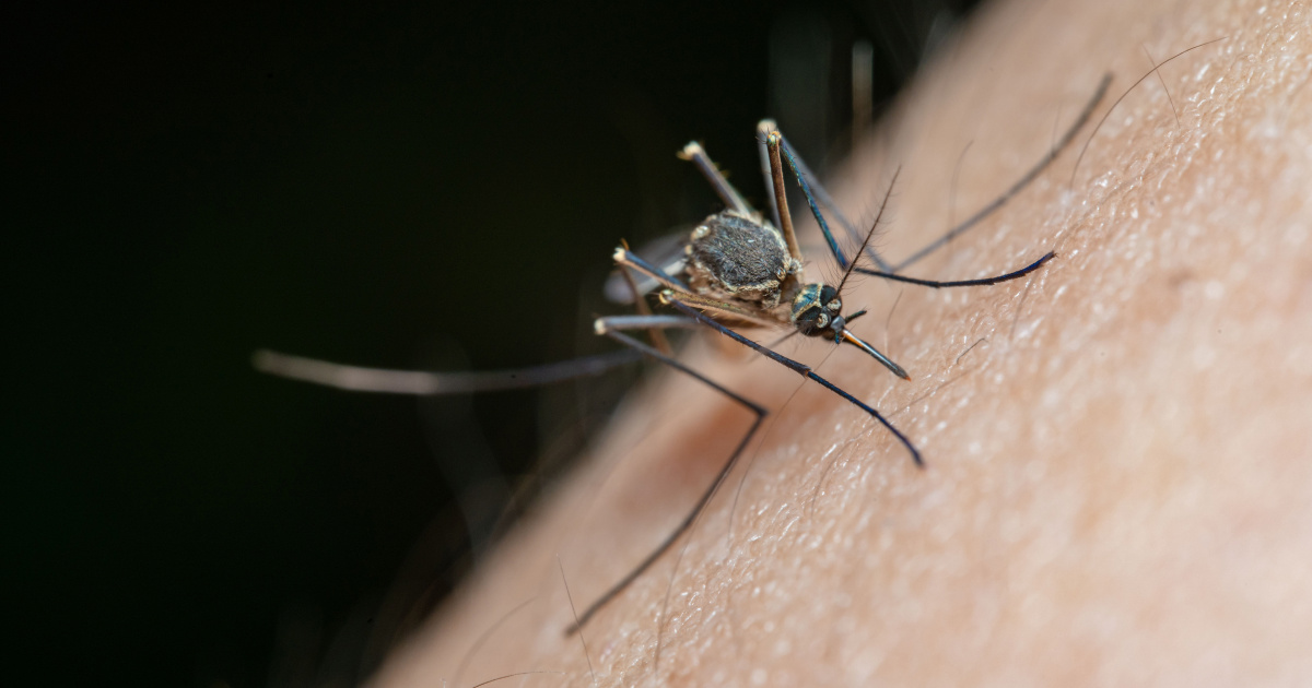 Virus Zapadnog Nila u Zagrebu, dvoje na intenzivnoj. Kako izbjeći ubod komarca?