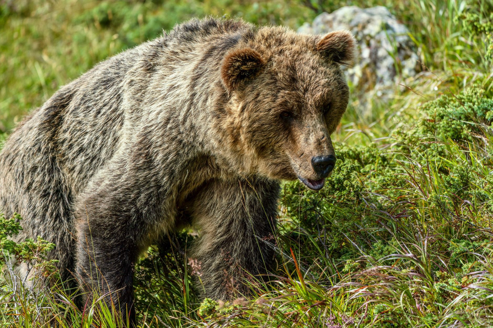 Medvjed ubio ženu u Rusiji. "Rastrgao je šator i odvukao je"