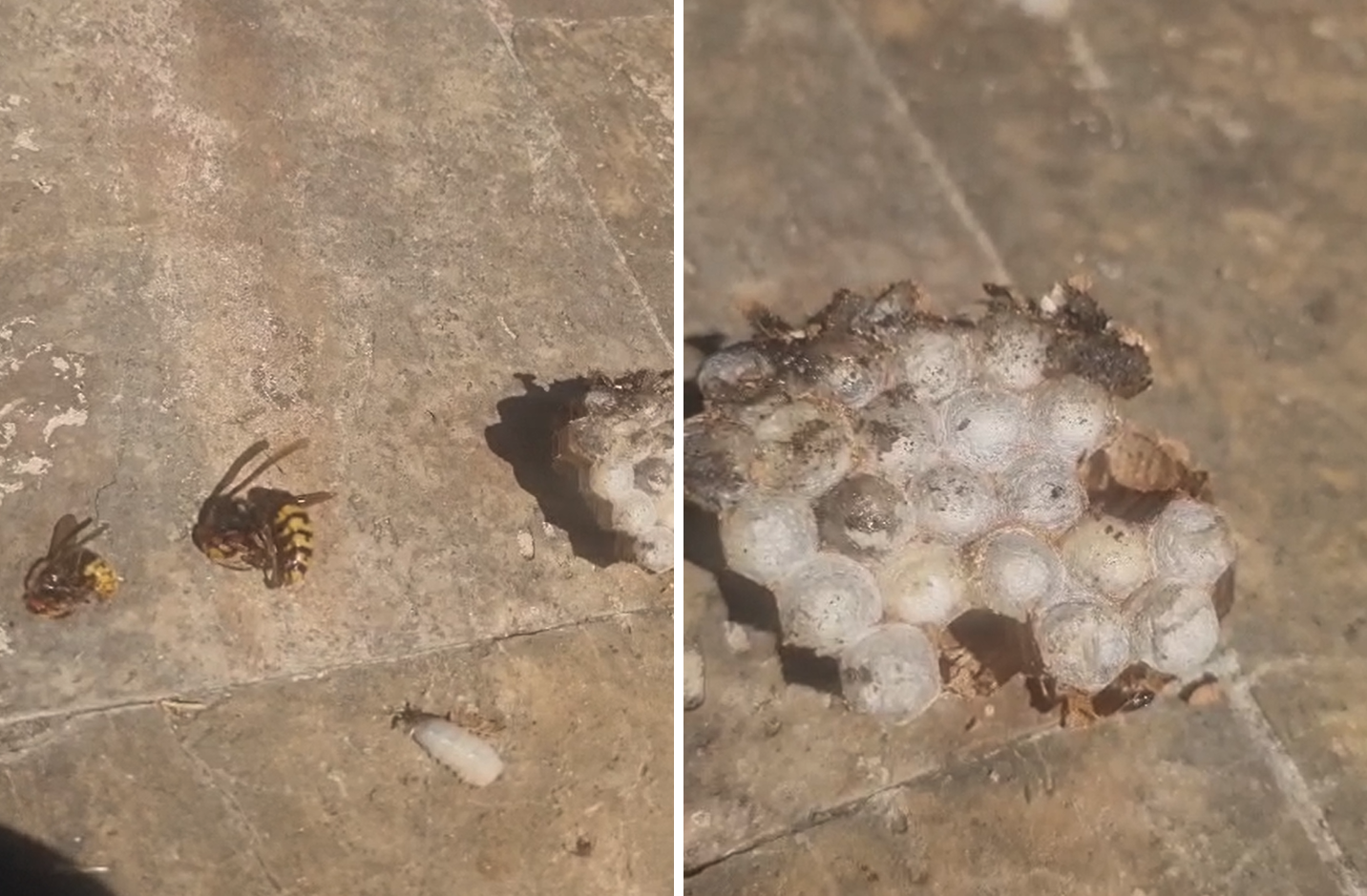 VIDEO Pronašla je gnijezdo stršljenova ispod krova. Evo koliko je platila uklanjanje