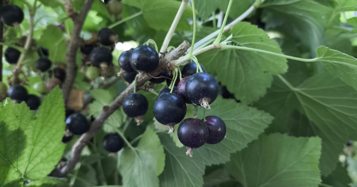 6 namirnica s hrpom vitamina C