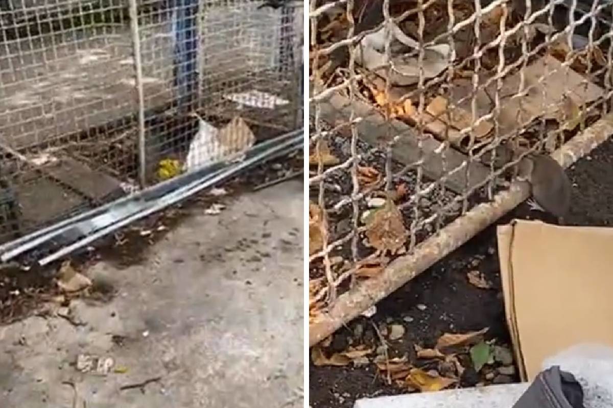 VIDEO U zagrebačkoj Savskoj smeće, štakori i smrad. "Zbog vrućina je nepodnošljivo"
