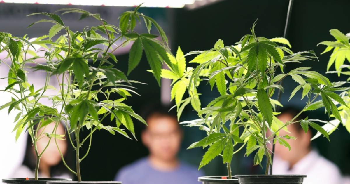 Bivši srpski nogometaš osuđen zbog uzgoja marihuane. Uzimaju mu pola milijuna eura
