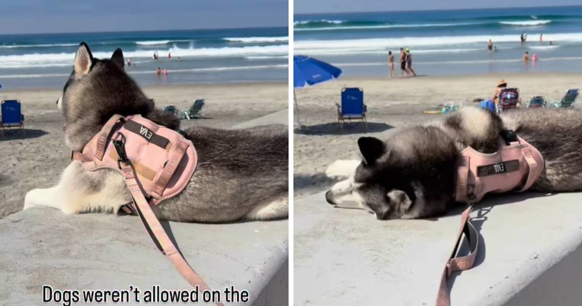 Haskica Eva prosvjeduje jer ne želi napustiti plažu 😂