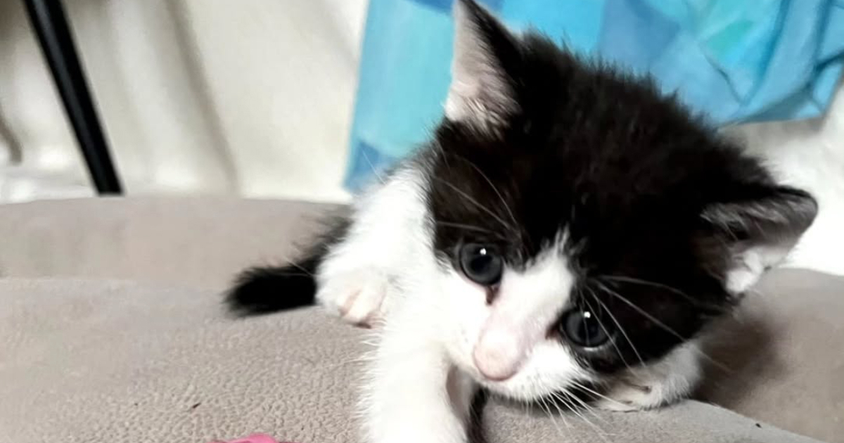 Pet preslatkih mačića traži zauvijek dom