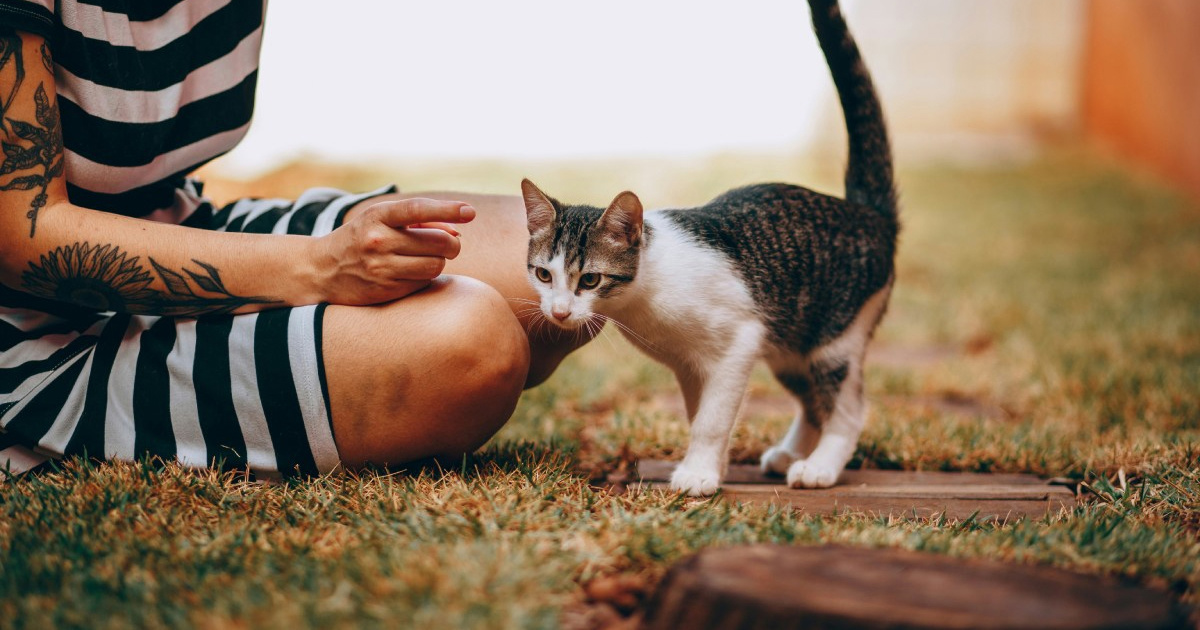 Zašto vas mačka prati u stopu? Veterinarka objasnila što stoji iza toga