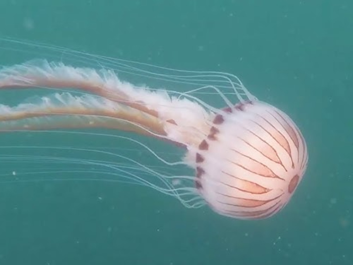 Austrijanci upozoravaju turiste koji idu u Hrvatsku na otrovne meduze u Istri