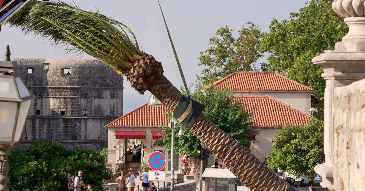 Dubrovnik obnavlja povijesni drvored s palmama