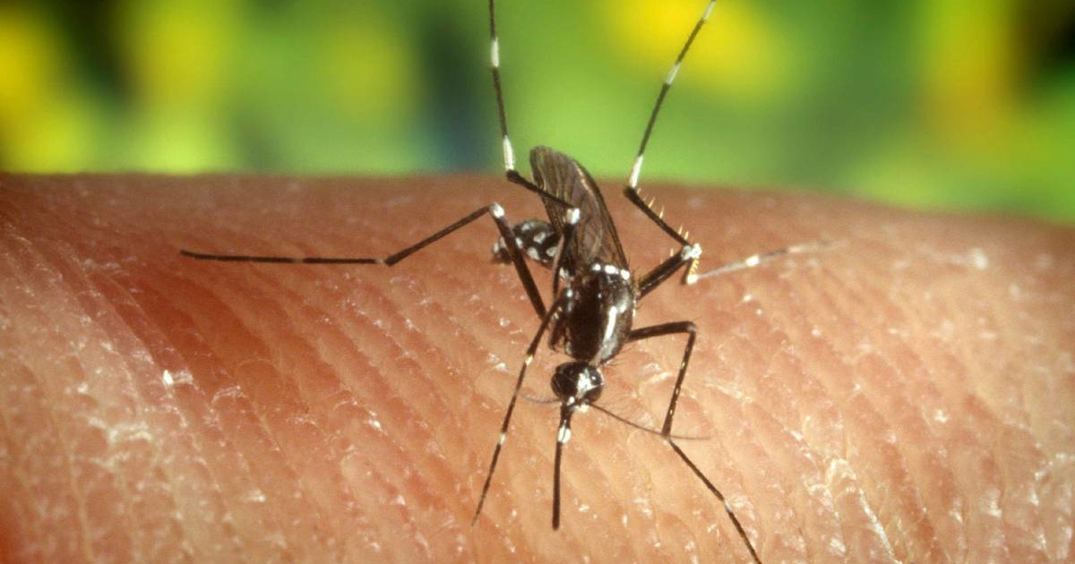 Virus zapadnog Nila širi se Grčkom. Umrlo je 13 ljudi