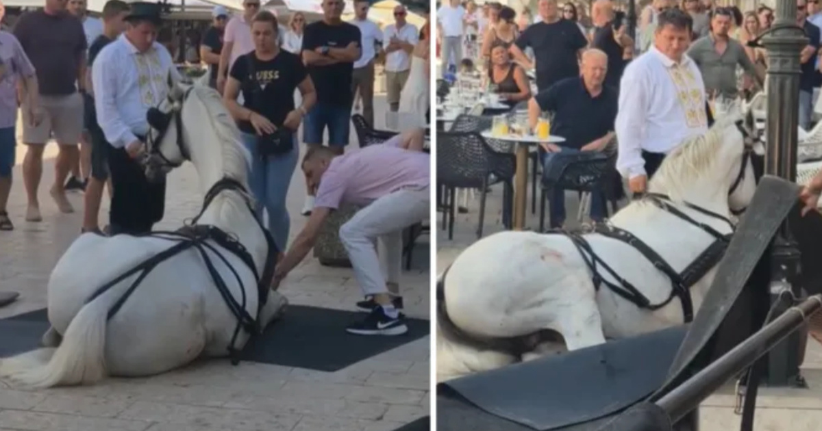 Konji se poskliznuli i pali u Sinju. Prijatelji životinja: Ovo je sramotno
