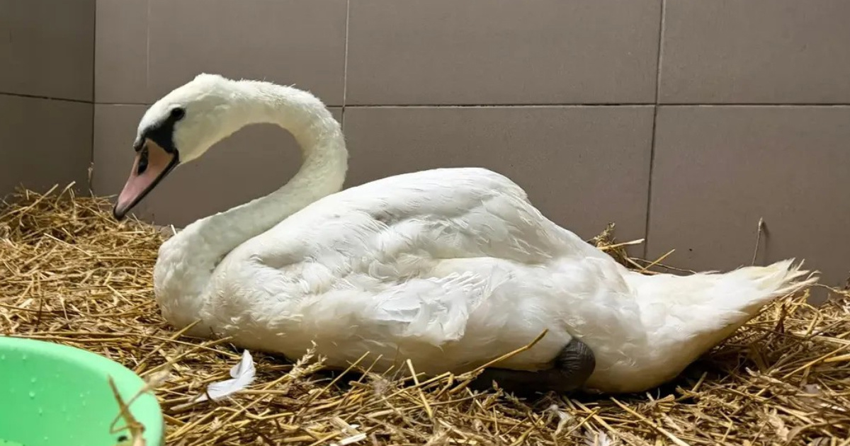 Labud se danima zadržavao uz jezero Rakitje, djelatnici Dumovca ga odvezli na pregled