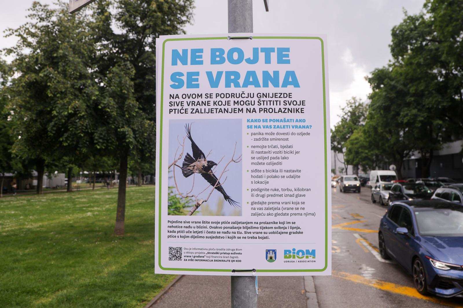 Vrane rade probleme u Zagrebu, građani prijavljuju napade: "Zaletjela mi se u glavu"