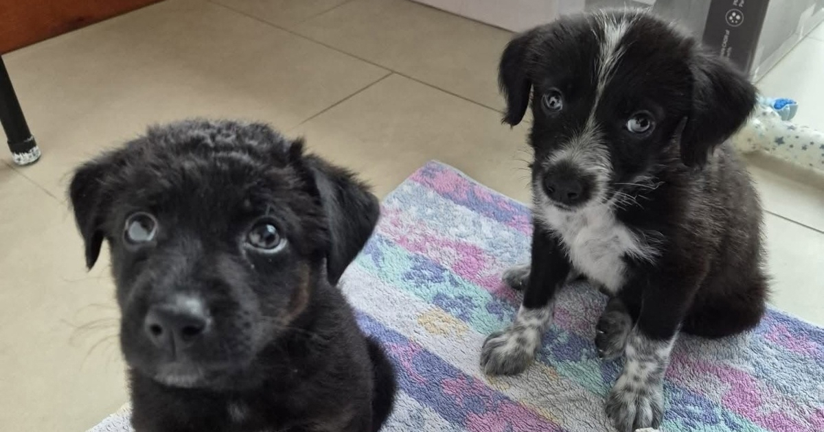 Tim i Timma izborili su se za život, a sada traže svoje zauvijek domove