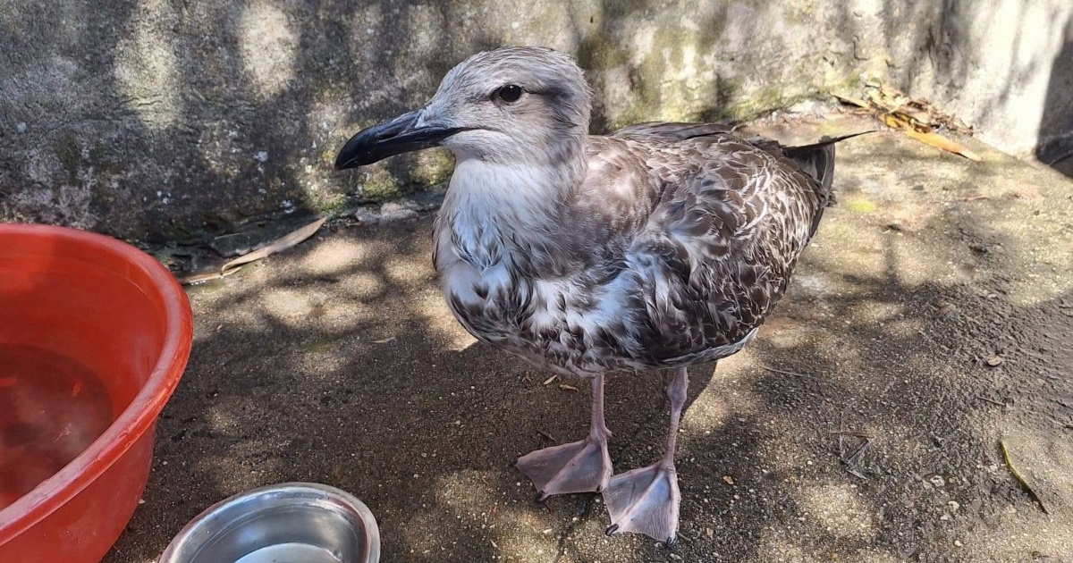 Mladi galeb nije mogao jesti danima, veterinarka otkrila što mu je zapelo u grlu