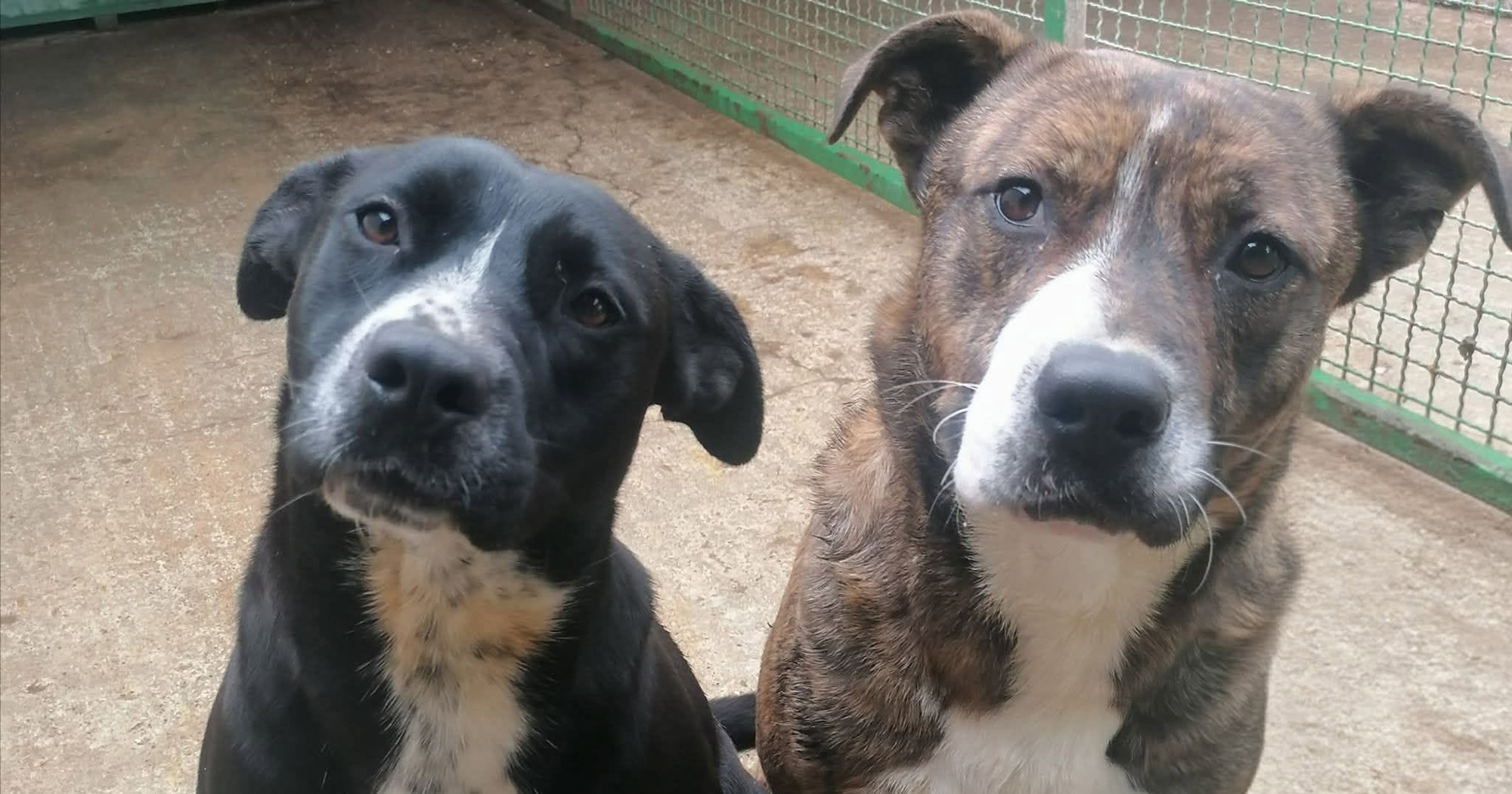 Morana i Krešo (brat i sestra) imena su dobili po kvizašima. Traže dom