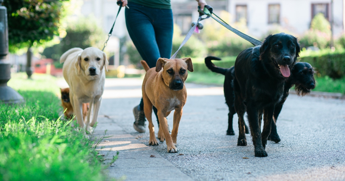 Pet sitting postaje sve traženija usluga u Hrvatskoj