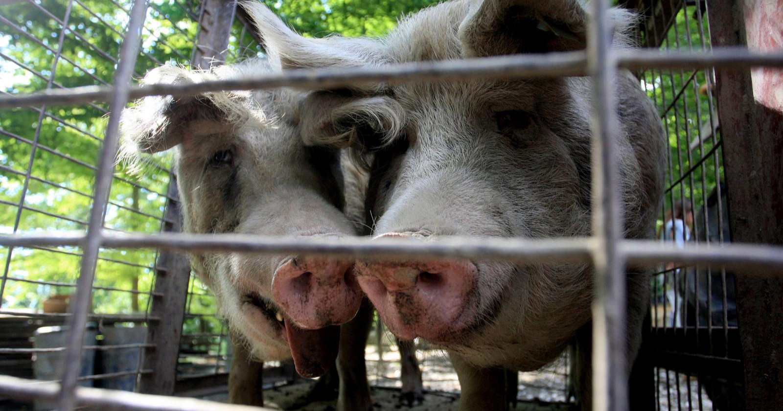 Veterinar spriječio istovar 300 svinja iz Slavonije. "Nikad ovo nisam doživio"