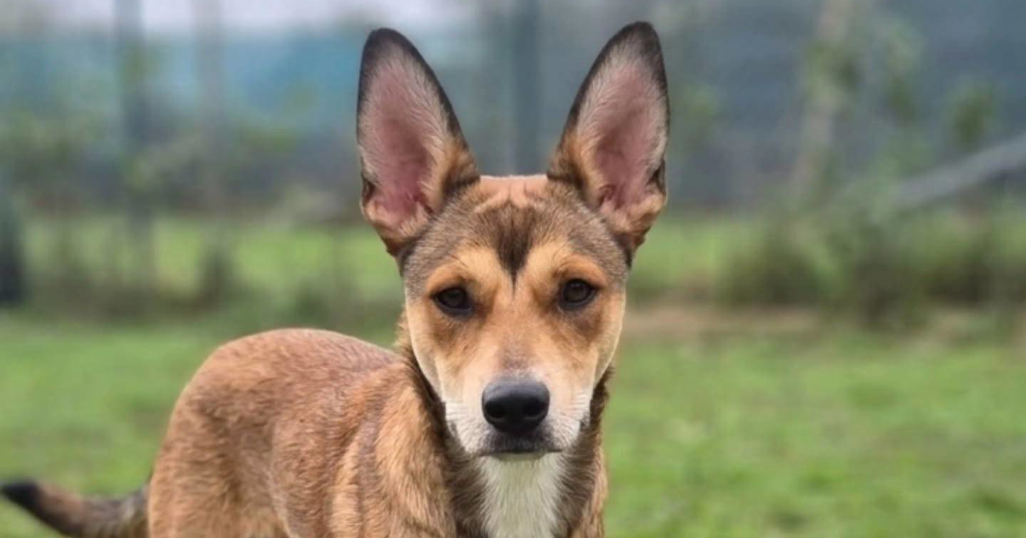 Dingo ima samo godinu dana i traži obitelj kojoj će uljepšati život