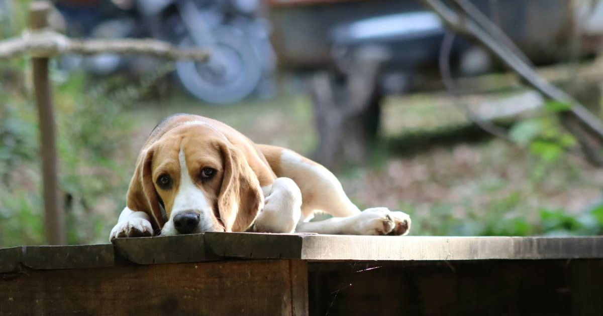 Pet pasmina posebno je sklono upalama uha nakon boravka u vodi