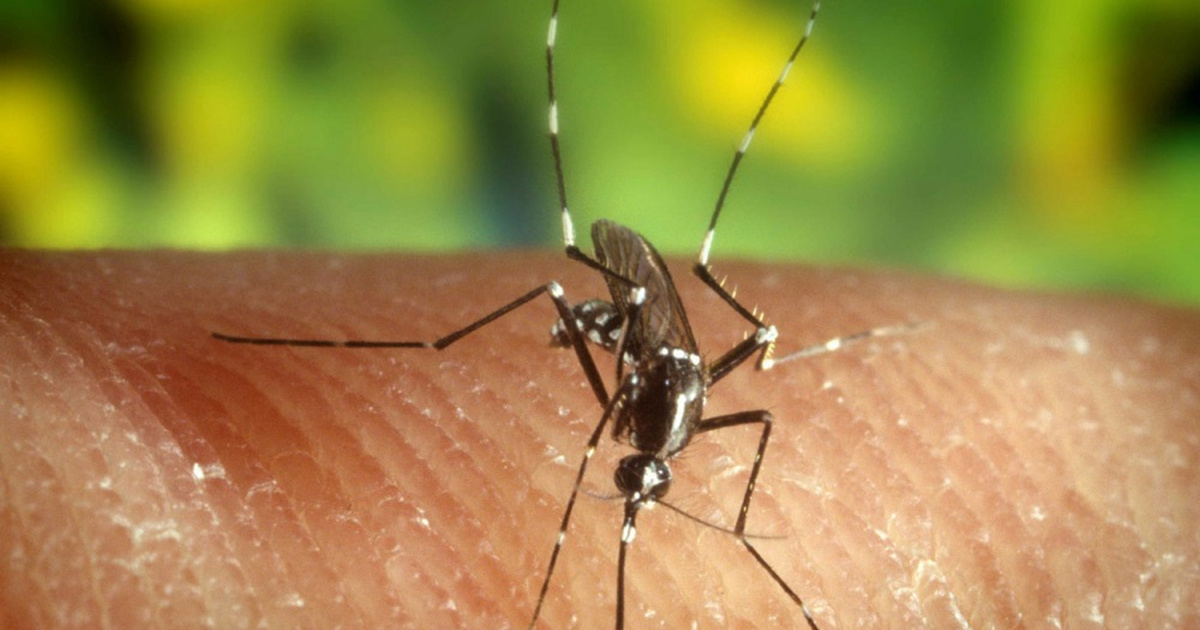 Zagreb krenuo u suzbijanje komaraca. Virus Zapadnog Nila potvrđen kod sedam ljudi