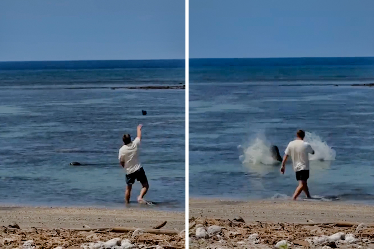 VIDEO Turist na Havajima gađao tuljana kamenom. "Briga me za kaznu, bogat sam"