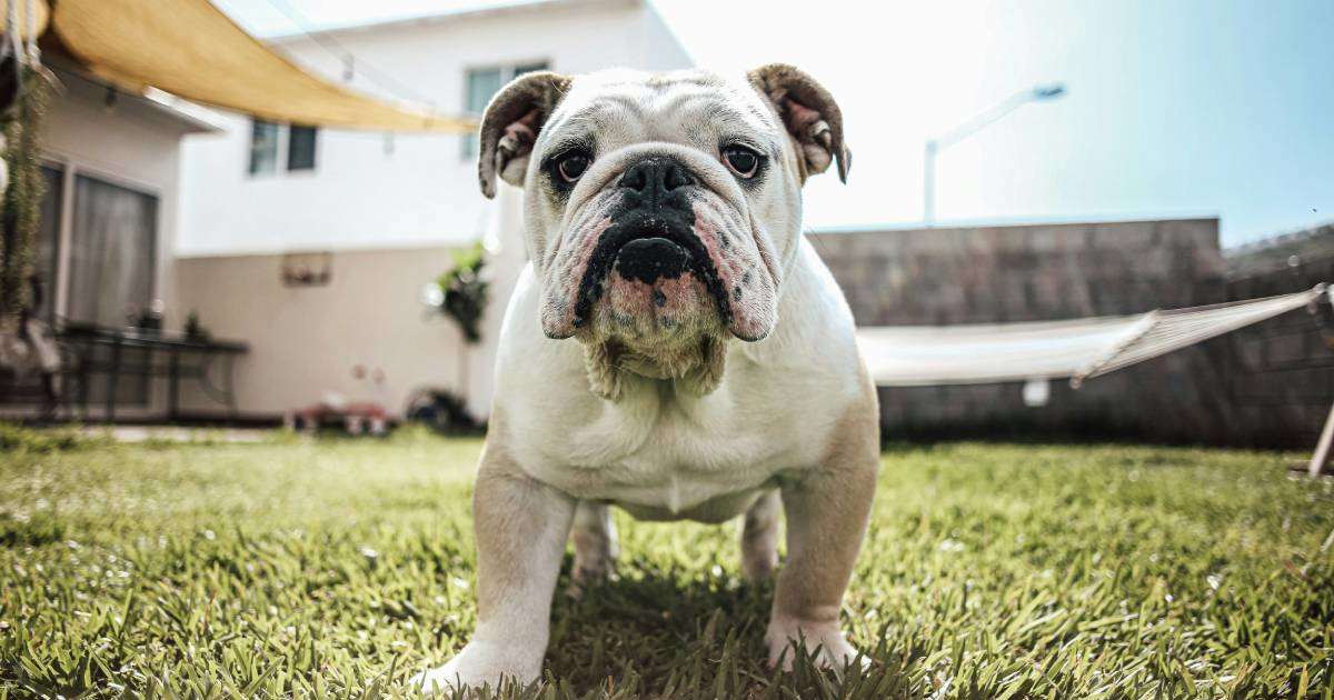 Veterinari upozoravaju: Neke popularne pasmine često ne mogu normalno disati