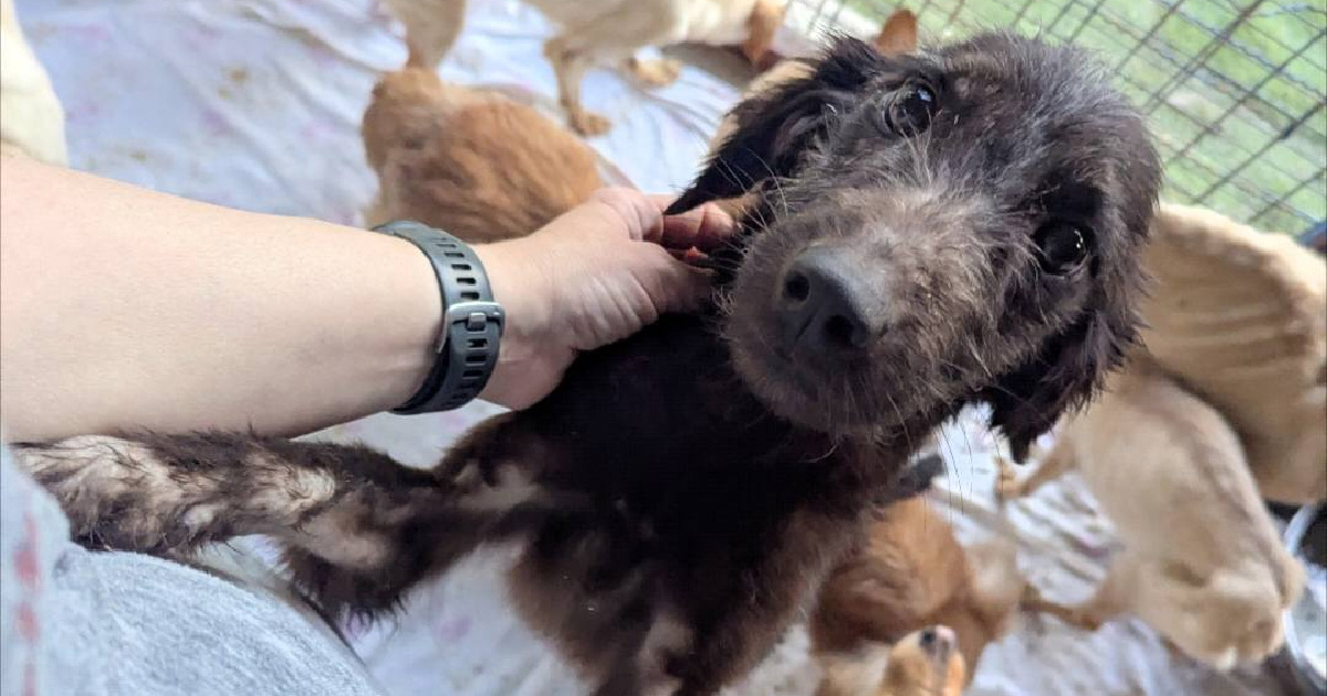 Ispitana žena (76) koja je s pokojnim mužem mučila pse i mačke kod Rijeke