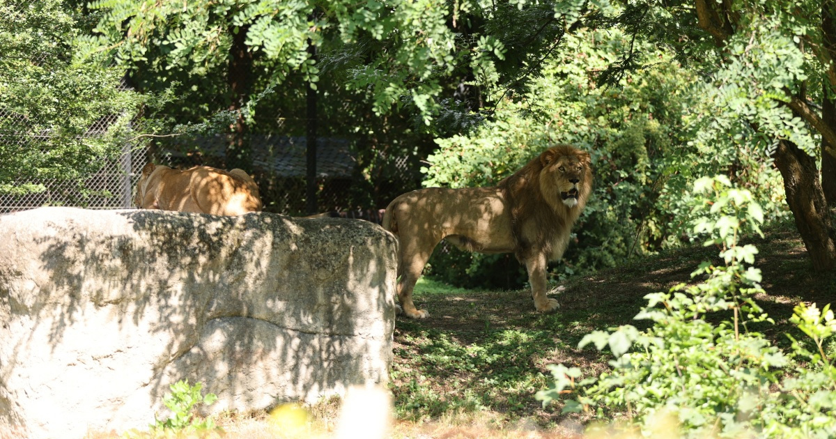 Prije samo 5 dana sreća zbog dolaska para lavova u zagrebački ZOO. Danas tragedija