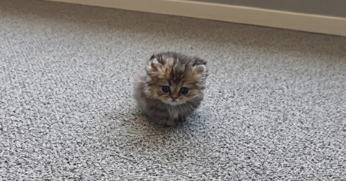 Munchkin mačak Marshall privukao pažnju na TikToku, pogledajte zašto 🥹