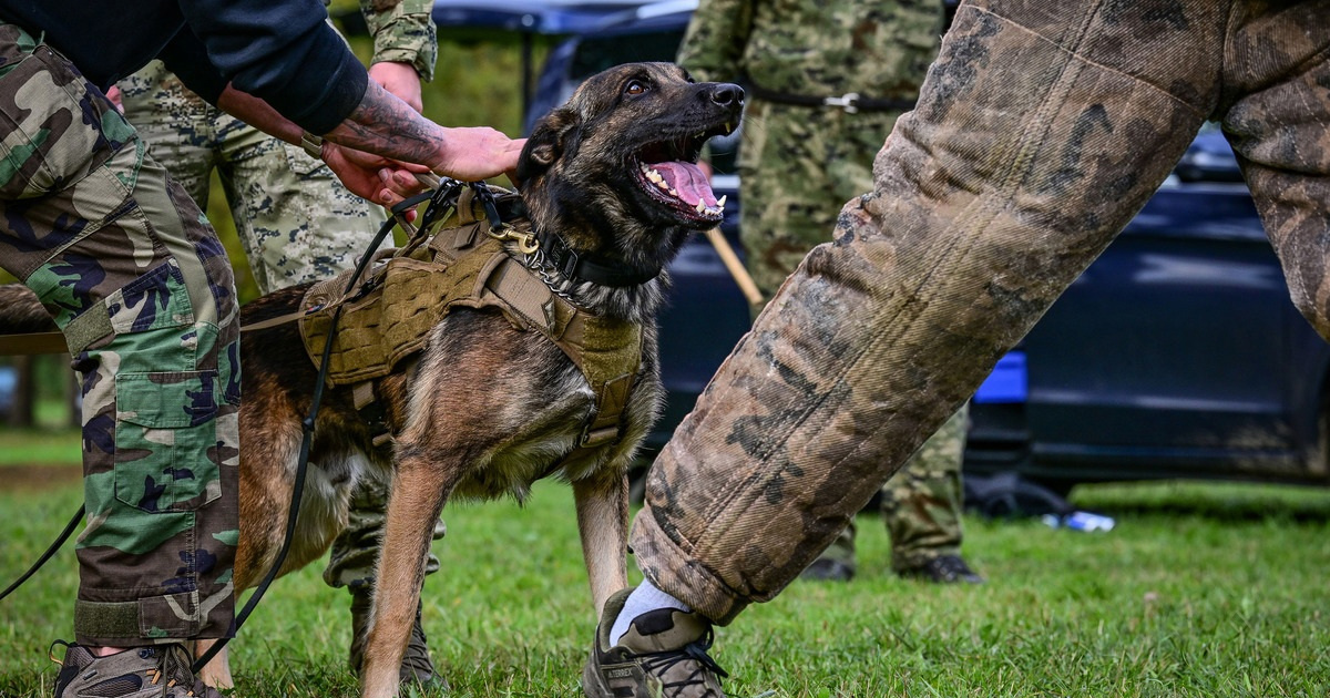 FOTO NATO-va vježba u Dugom Selu. Okupili se elitni vojni psi iz 12 zemalja