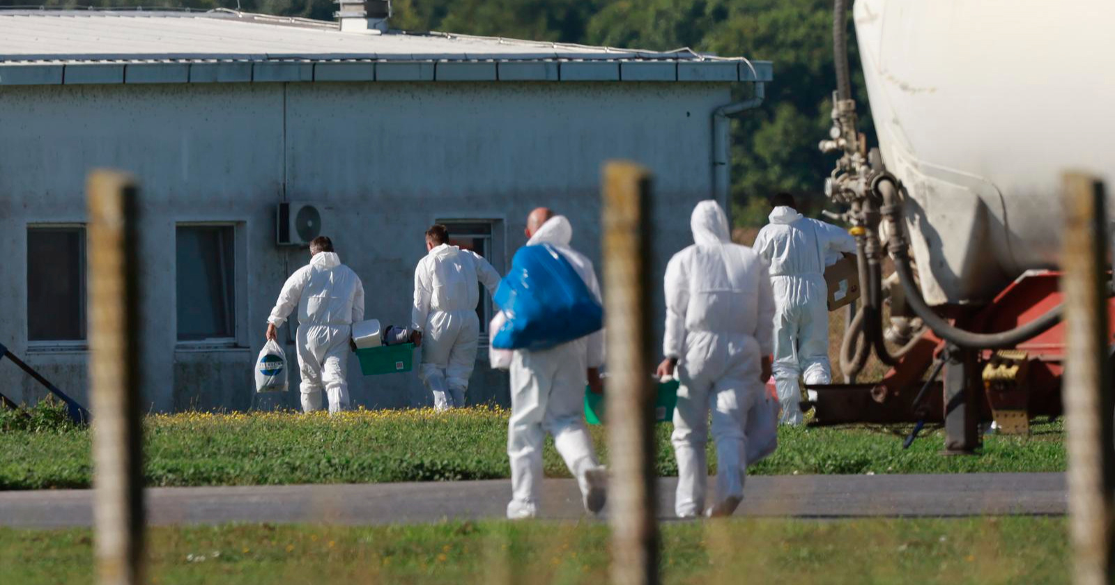 Blagi pad zaraze afričkom svinjskom kugom u Srbiji, u Srijemu i dalje kritično
