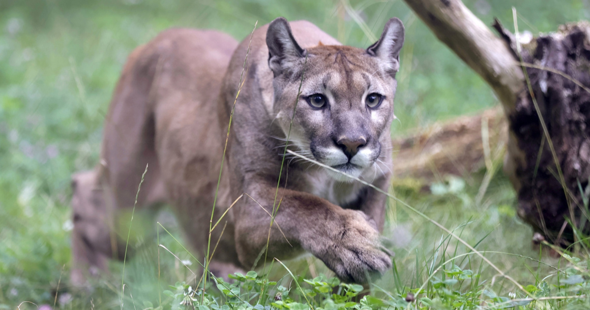 Puma možda luta sjeverom Poljske. Vlasti upozorile stanovnike