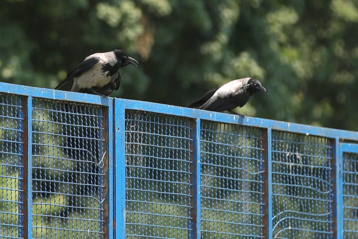 Virus Zapadnog Nila u Zagrebu nađen kod vrana. Zaraženi i ljudi, dvoje na intenzivnoj