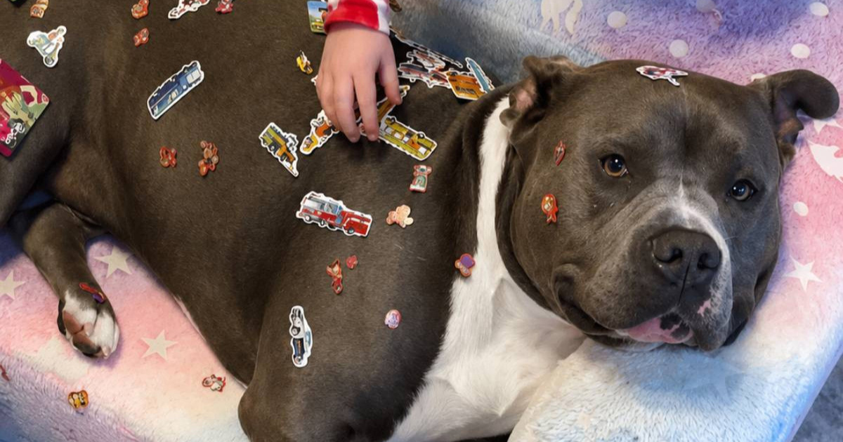 Strpljivi pit bull Hipo osvojio je ljude na internetu ?