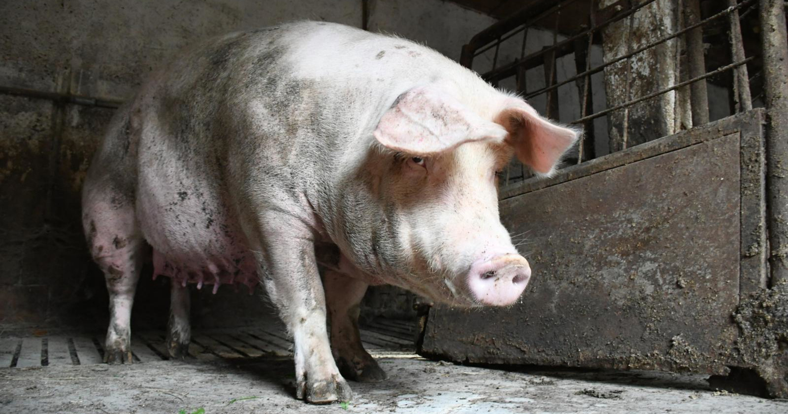 U Srbiji se, uz granicu s Hrvatskom, pojavila nova žarišta afričke svinjske kuge
