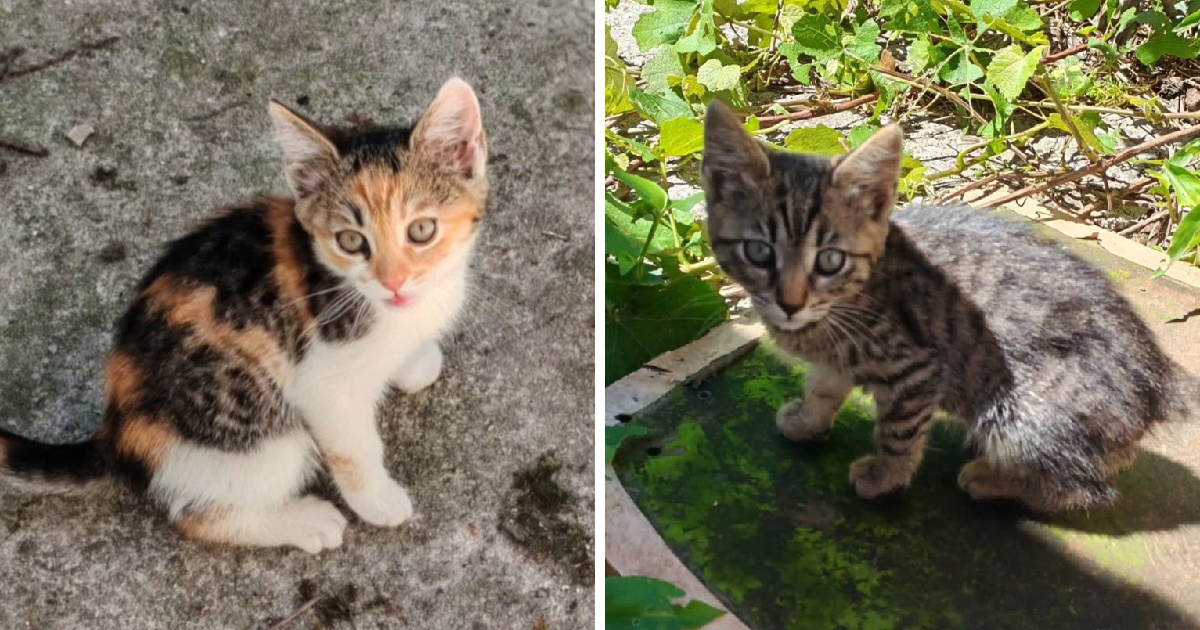 Dvije malene mace s Trešnjevke traže dom